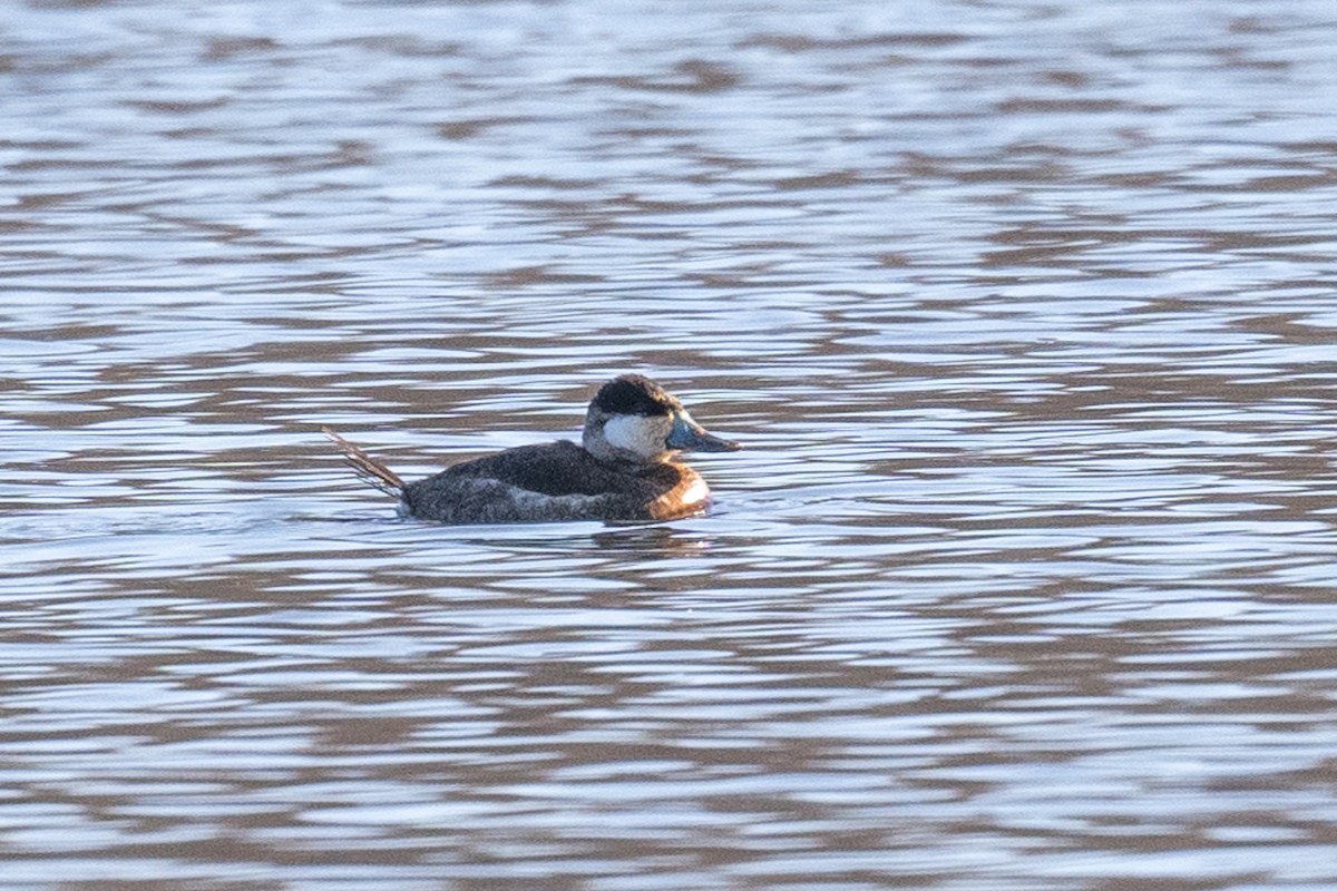 Ruddy Duck - ML613427919