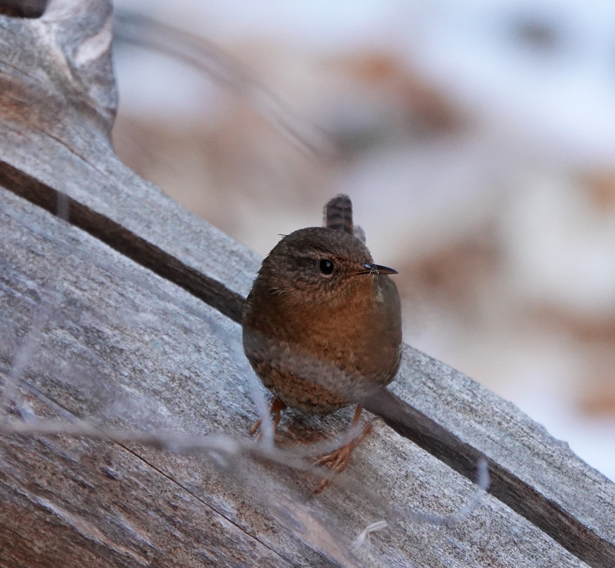 Pacific Wren - Megan Heneke