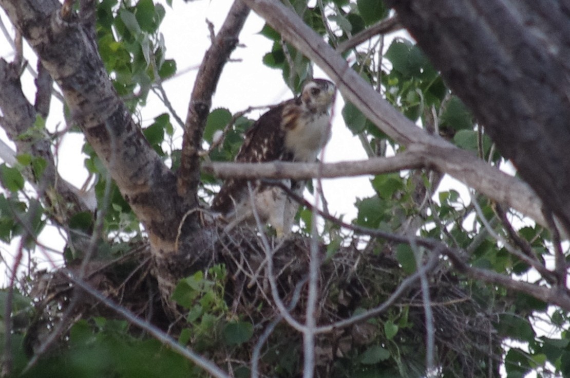 Red-tailed Hawk - ML61342831