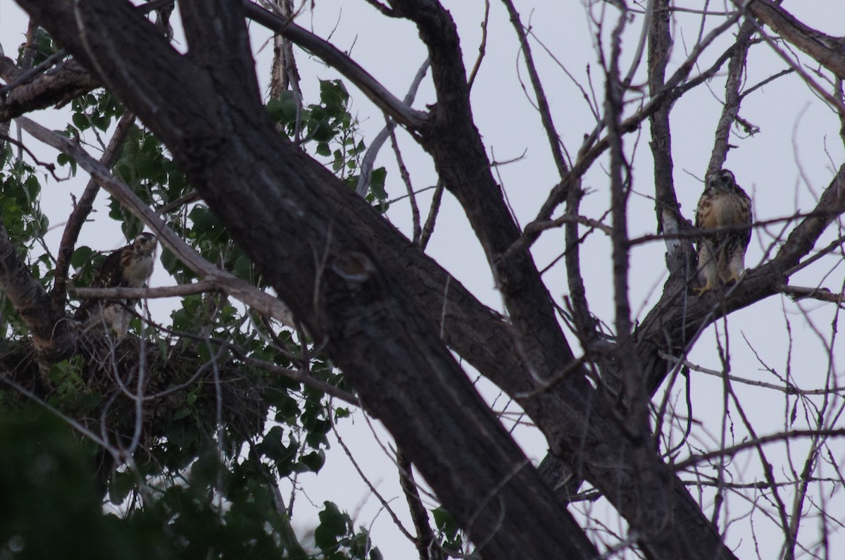 Red-tailed Hawk - ML61342841