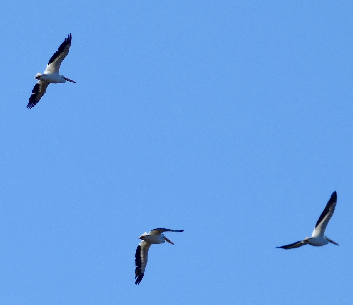 American White Pelican - ML613428581