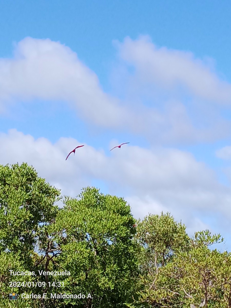 Scarlet Ibis - ML613428607