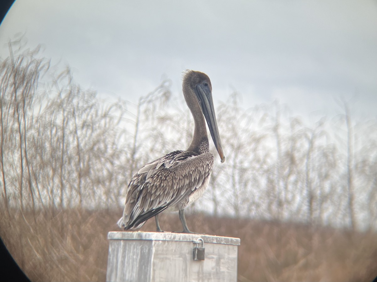 Brown Pelican - Justin Bright