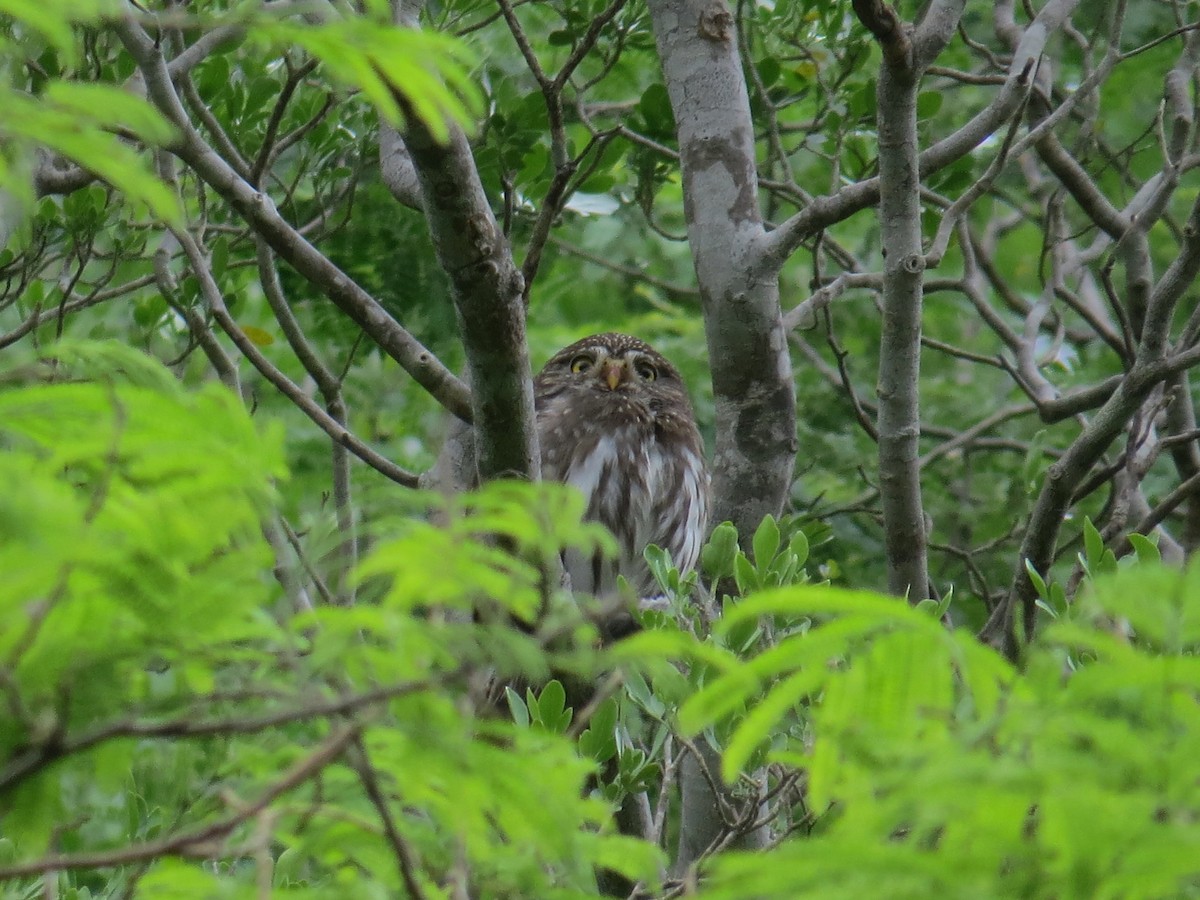 Ferruginous Pygmy-Owl - ML61342871