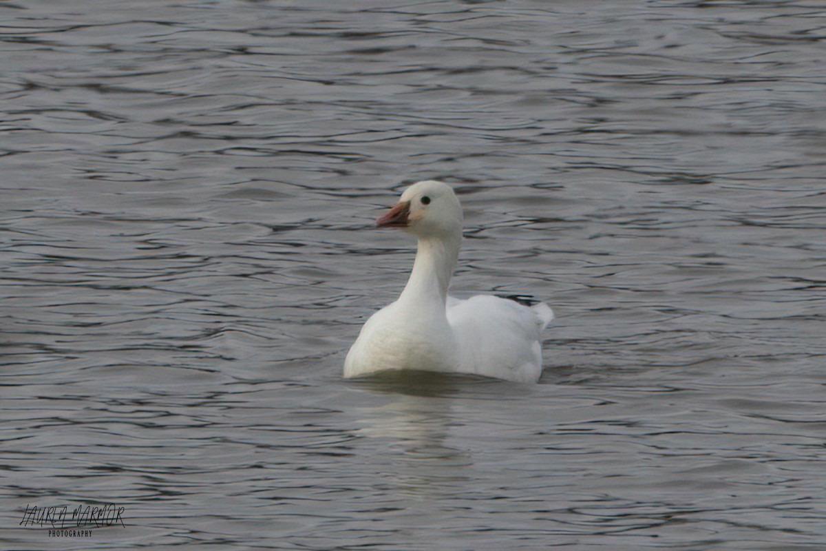 Ross's Goose - ML613428716