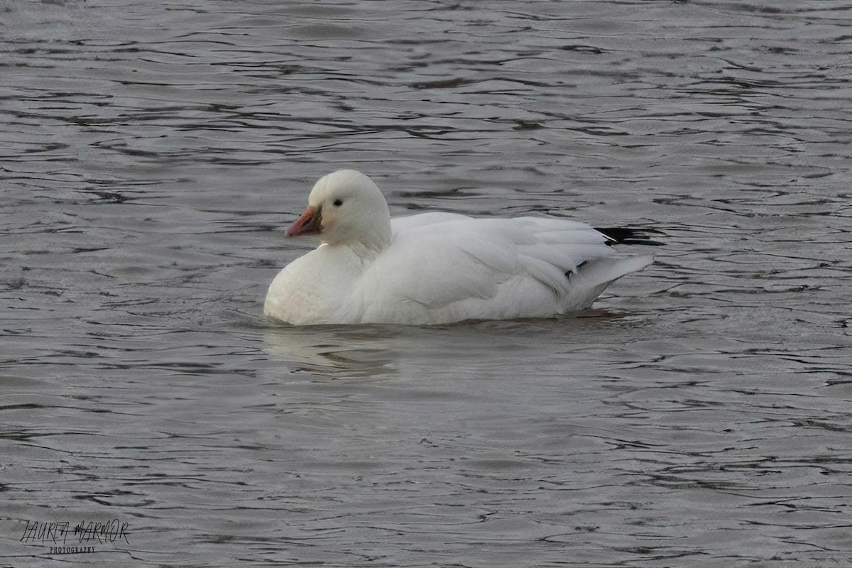 Ross's Goose - ML613428722