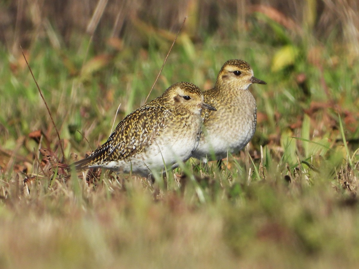 European Golden-Plover - Iván  Orois