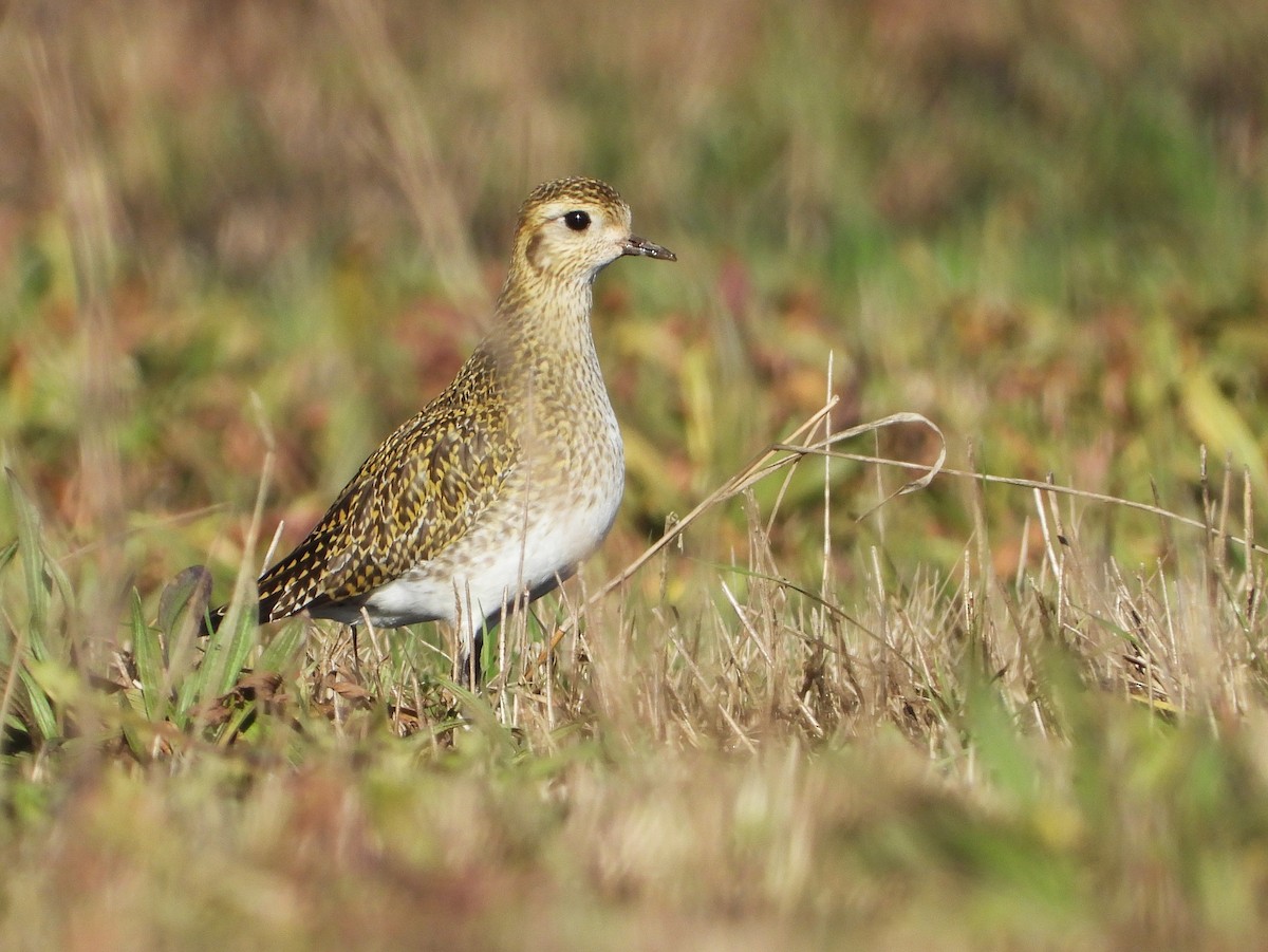 European Golden-Plover - ML613428732