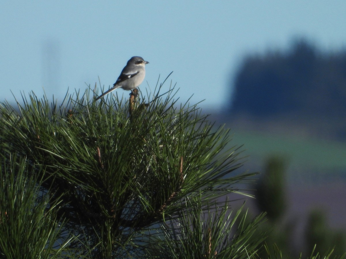 Iberian Gray Shrike - Iván  Orois