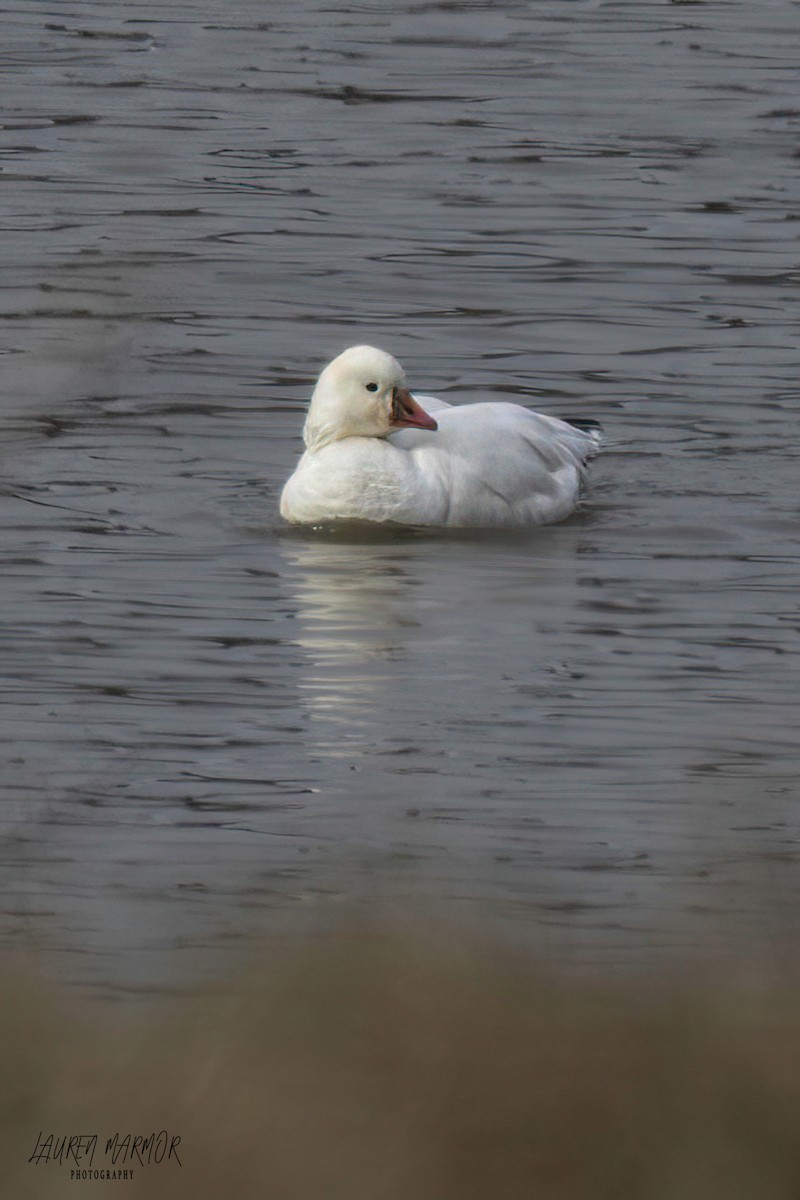 Ross's Goose - ML613428768