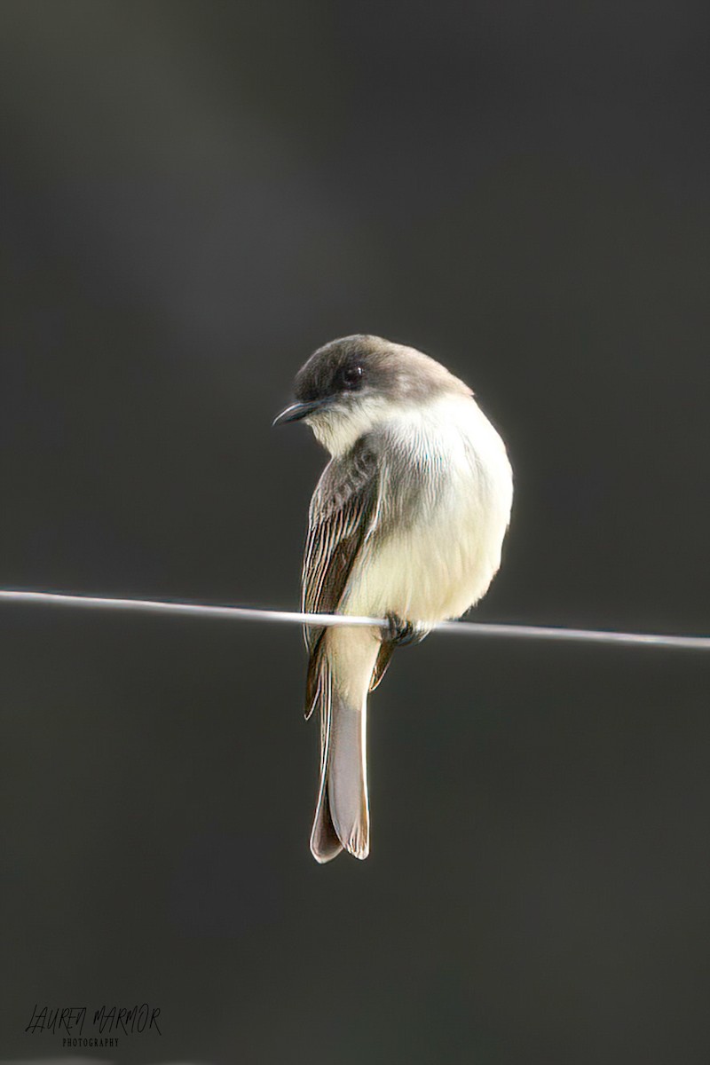 Eastern Phoebe - ML613428798