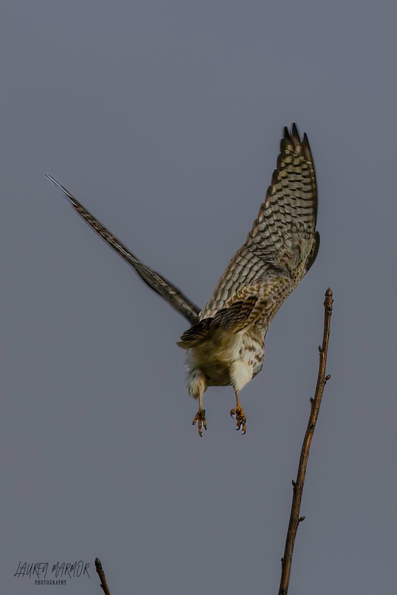 American Kestrel - ML613428810