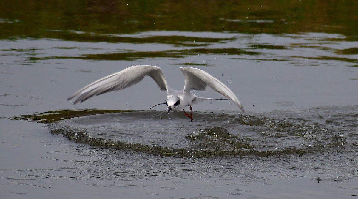 Forster's Tern - ML613428871