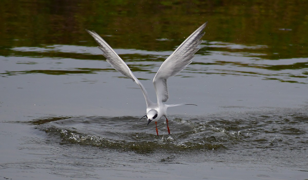 Forster's Tern - ML613428872