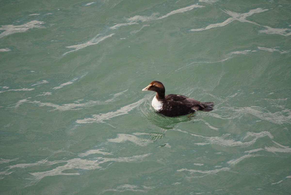 Common Eider - Lily Casteen