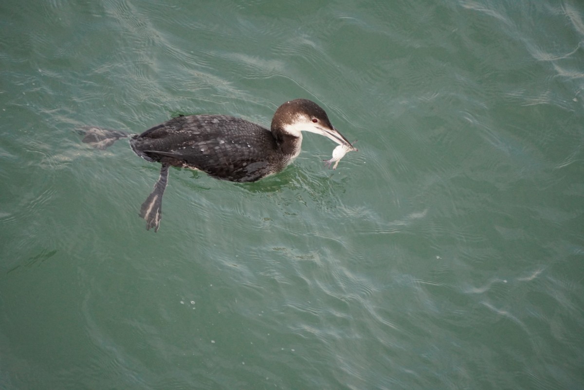 Common Loon - Lily Casteen