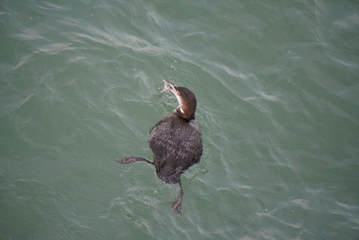 Common Loon - Lily Casteen