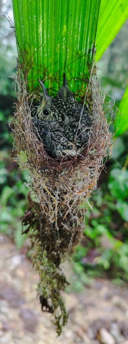 White-tipped Sicklebill - ML613428928