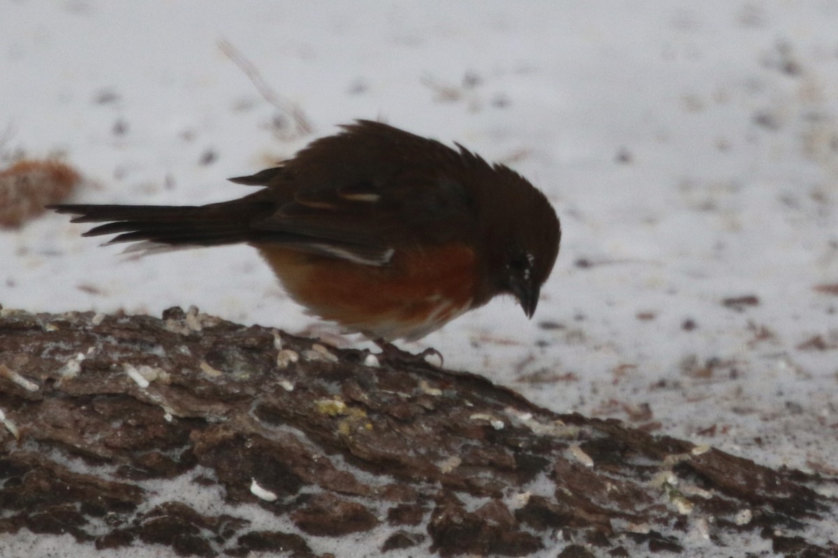 Eastern Towhee - ML613428950