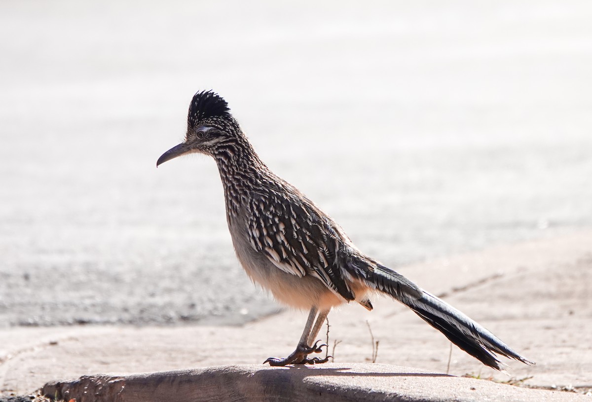 Greater Roadrunner - ML613428959