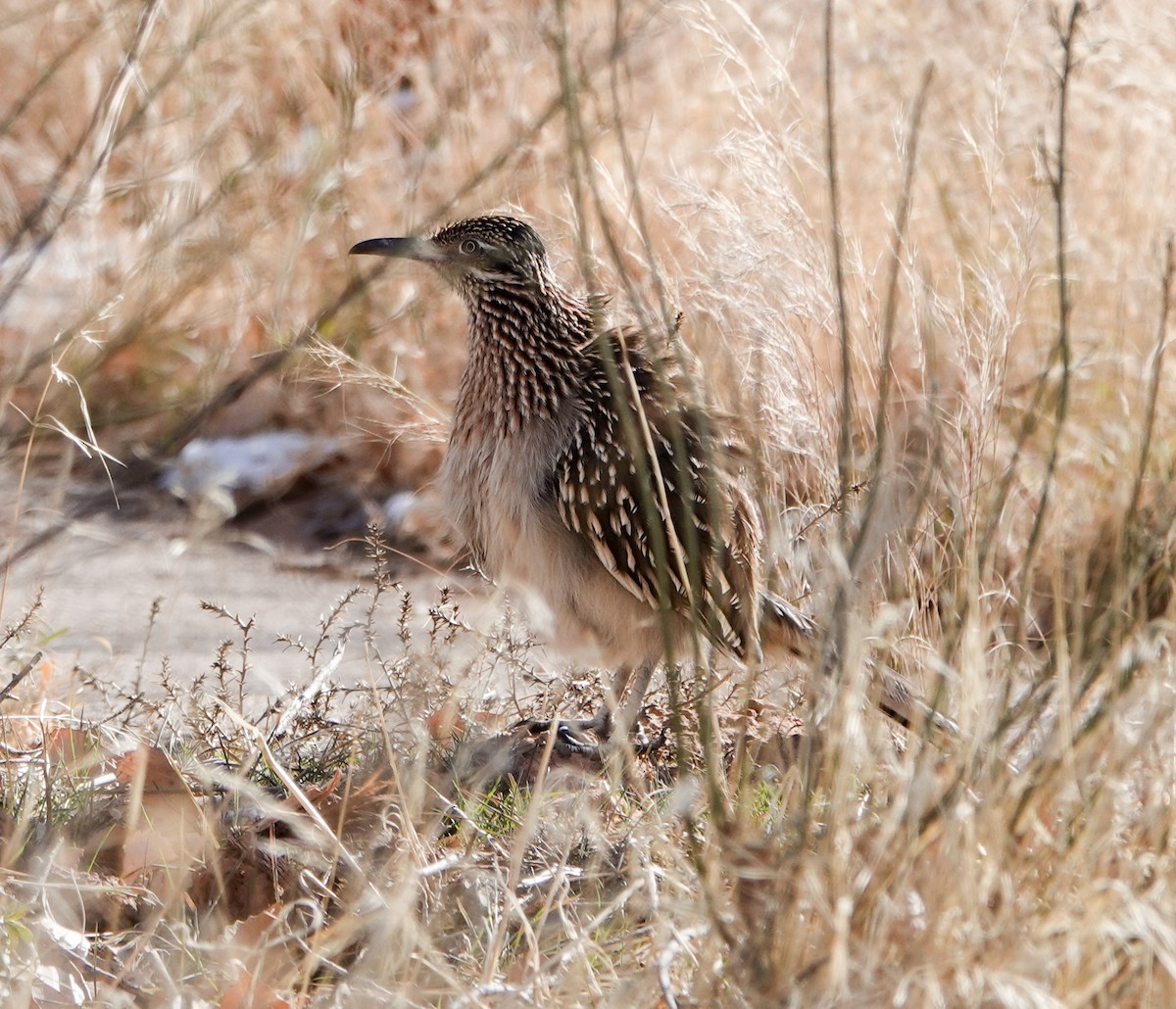 Greater Roadrunner - ML613428960