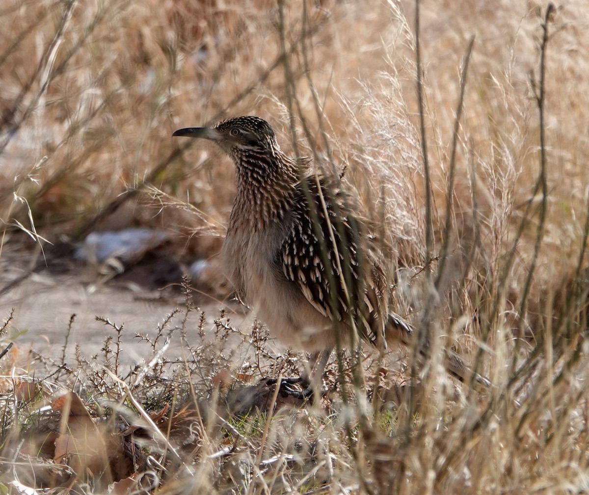 Greater Roadrunner - ML613428961