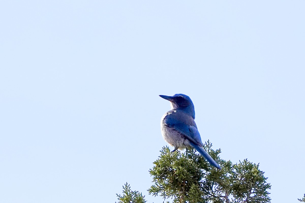 Woodhouse's Scrub-Jay - ML613428967