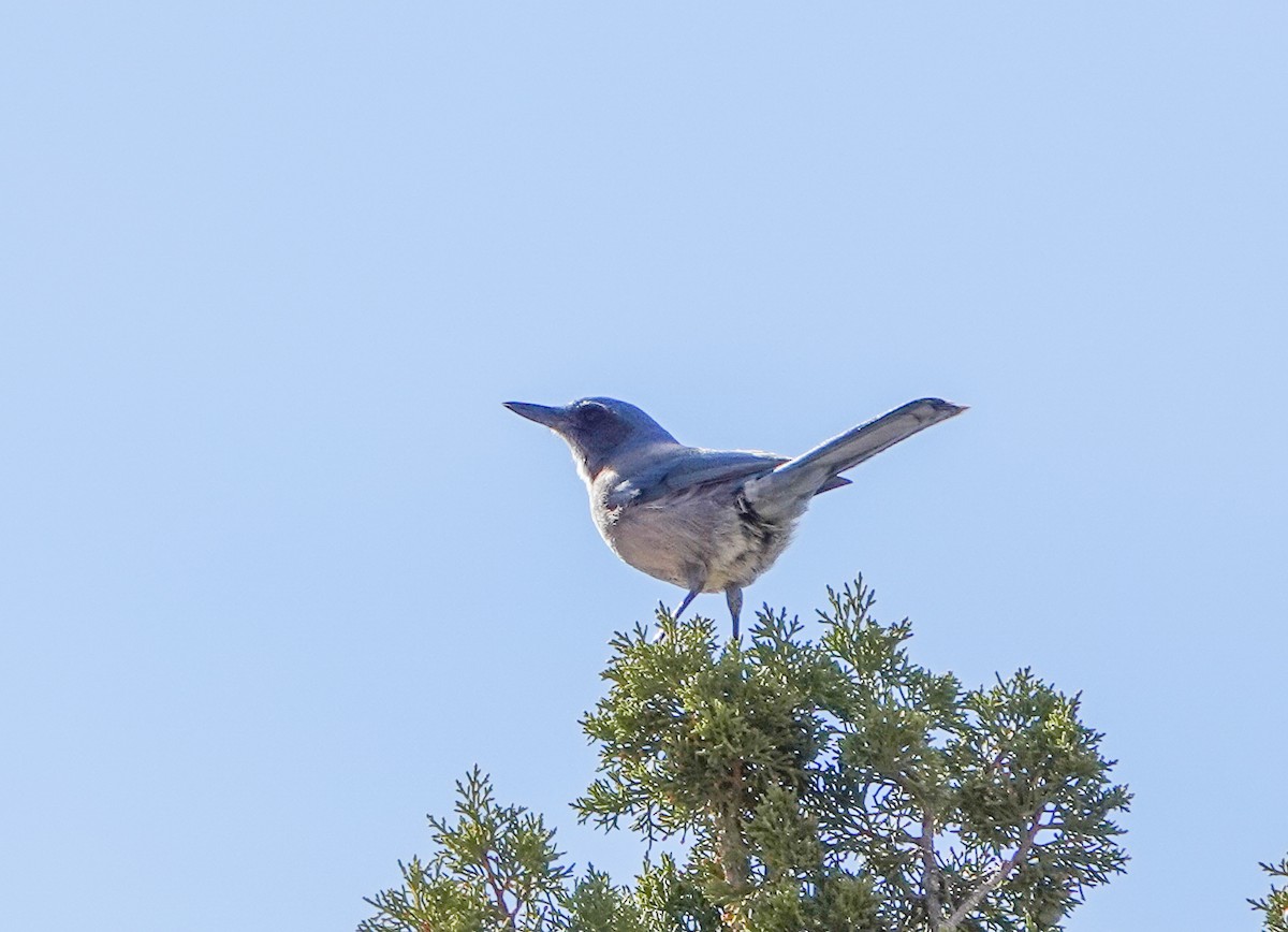 Woodhouse's Scrub-Jay - ML613428968