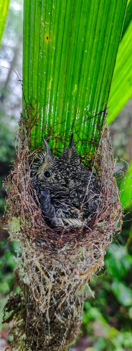 White-tipped Sicklebill - gleison fernando guarin largo