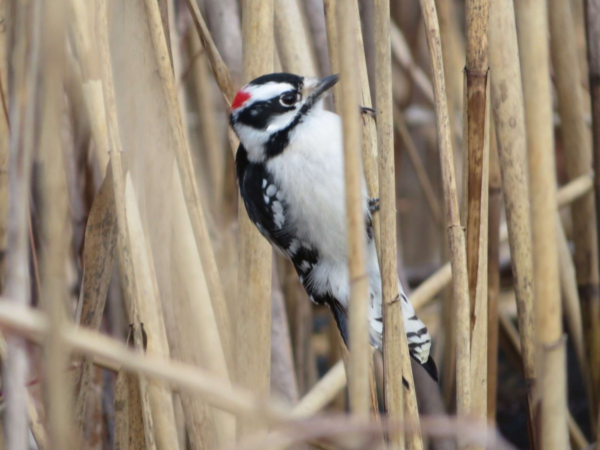 Downy Woodpecker - ML613429046