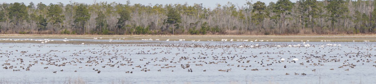 Northern Pintail - ML613429072