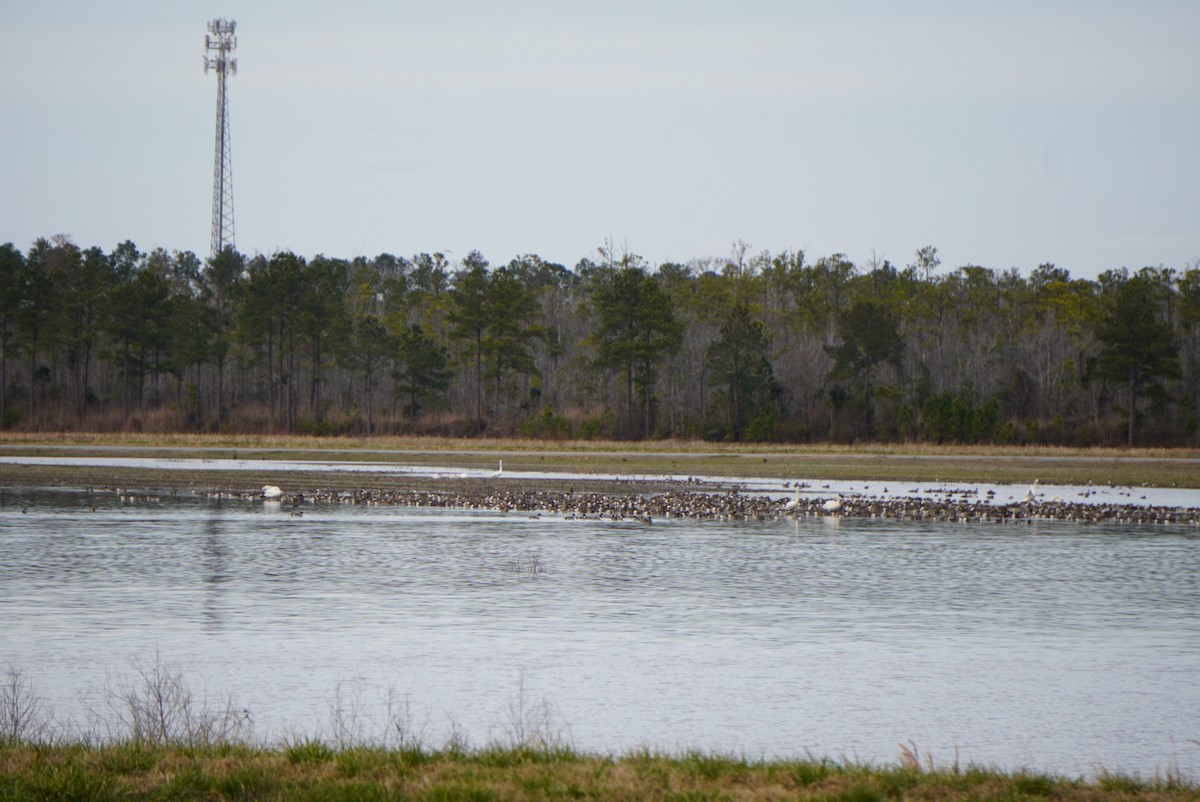 Northern Pintail - Lily Casteen