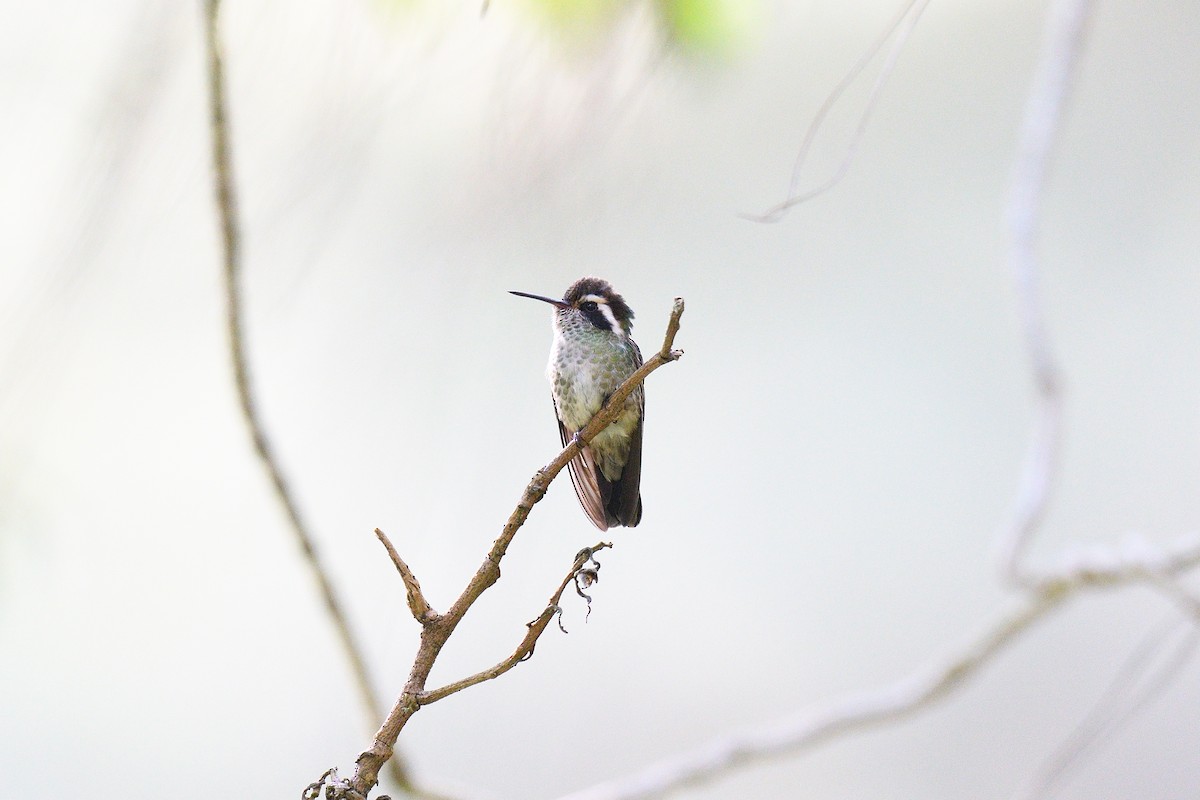 White-eared Hummingbird - ML613429185