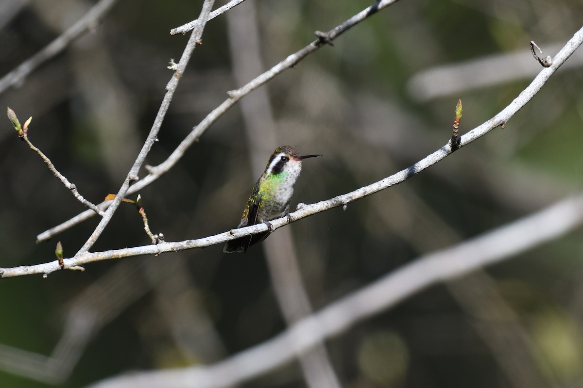 White-eared Hummingbird - ML613429199