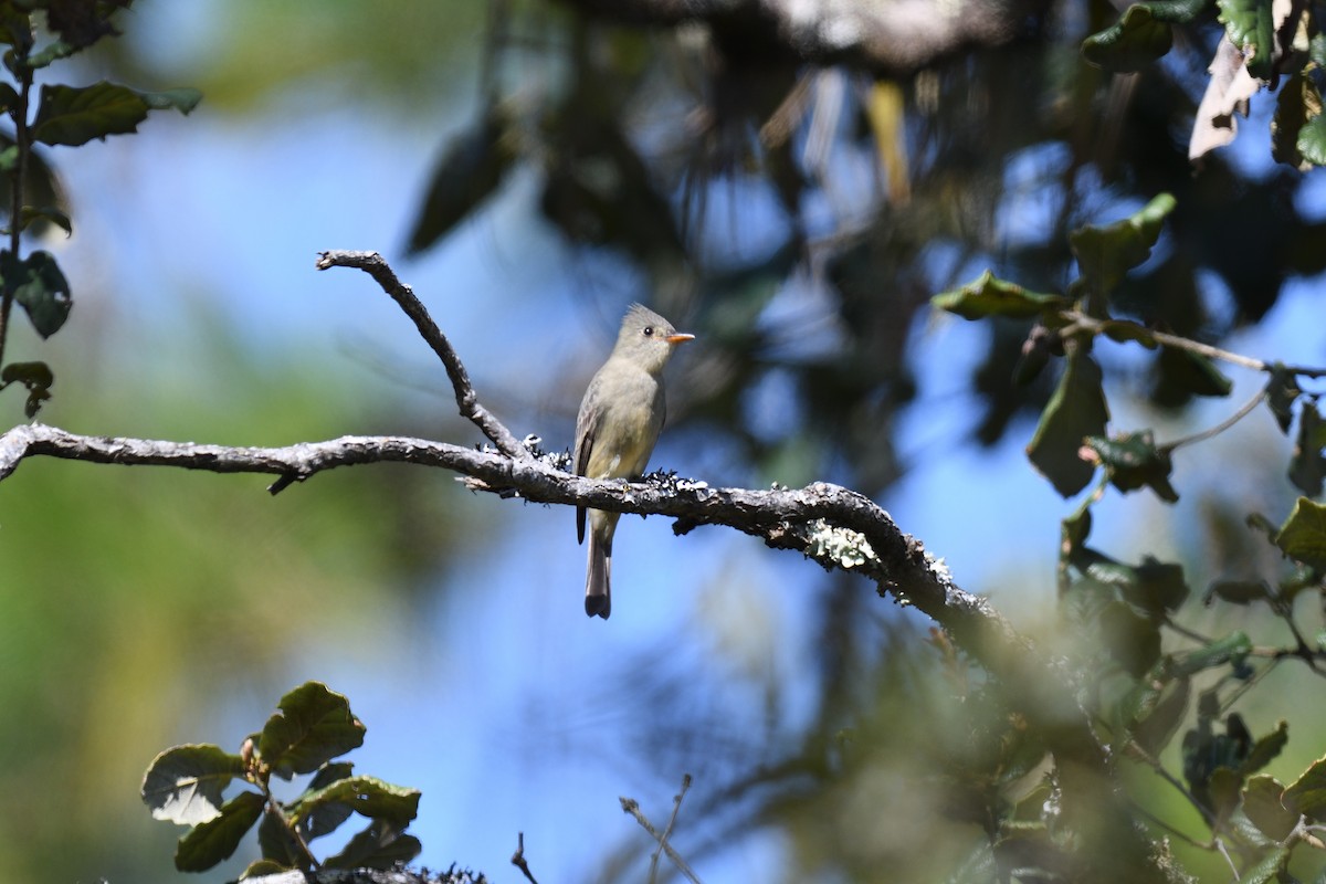 Greater Pewee (Mexican) - terence zahner