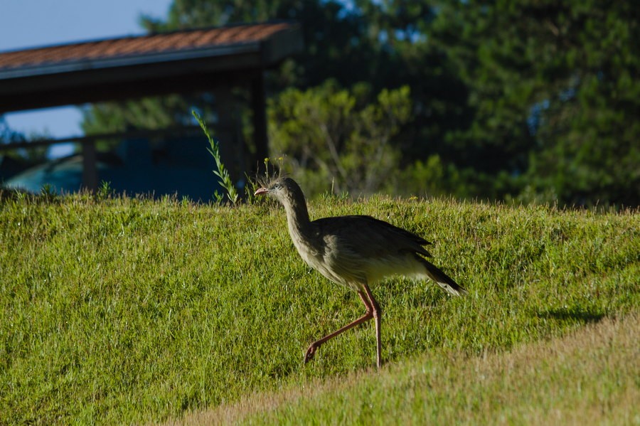 Red-legged Seriema - ML613429314