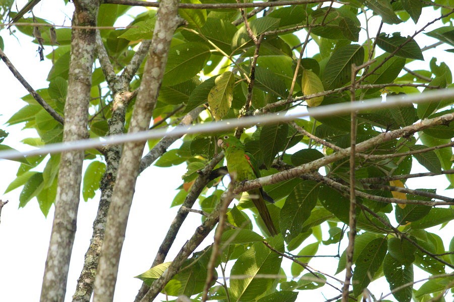 White-eyed Parakeet - Rita Sousa