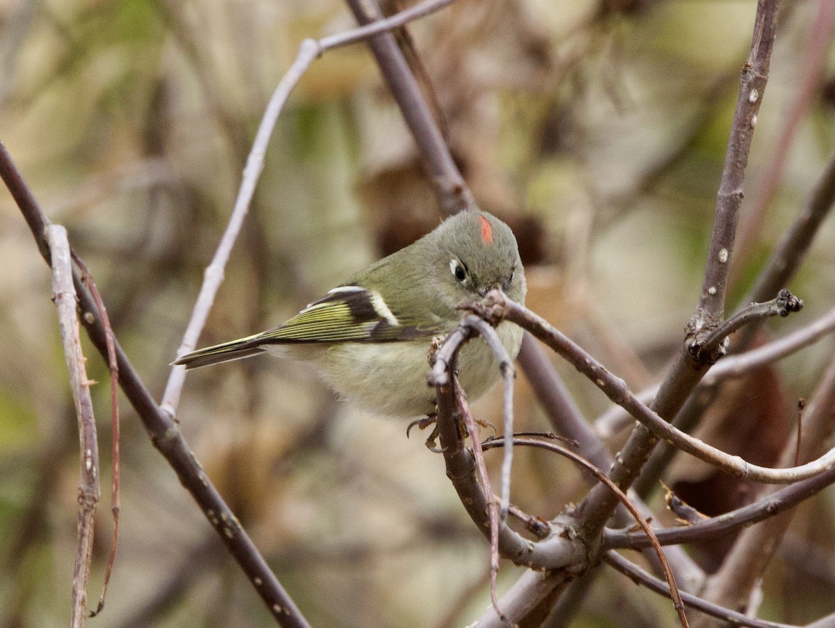 Ruby-crowned Kinglet - ML613429470