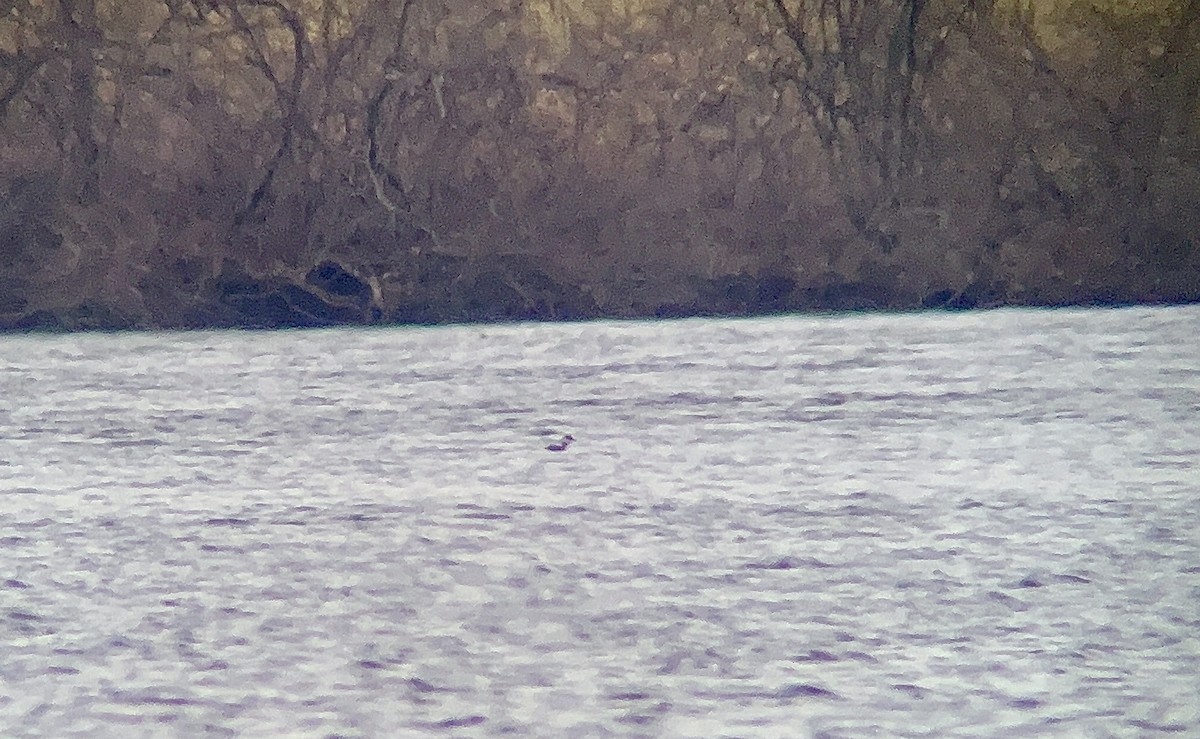 角鸊鷉 - ML613429508