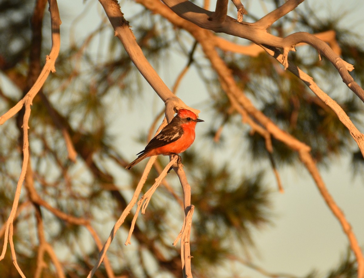 Vermilion Flycatcher - ML613429567