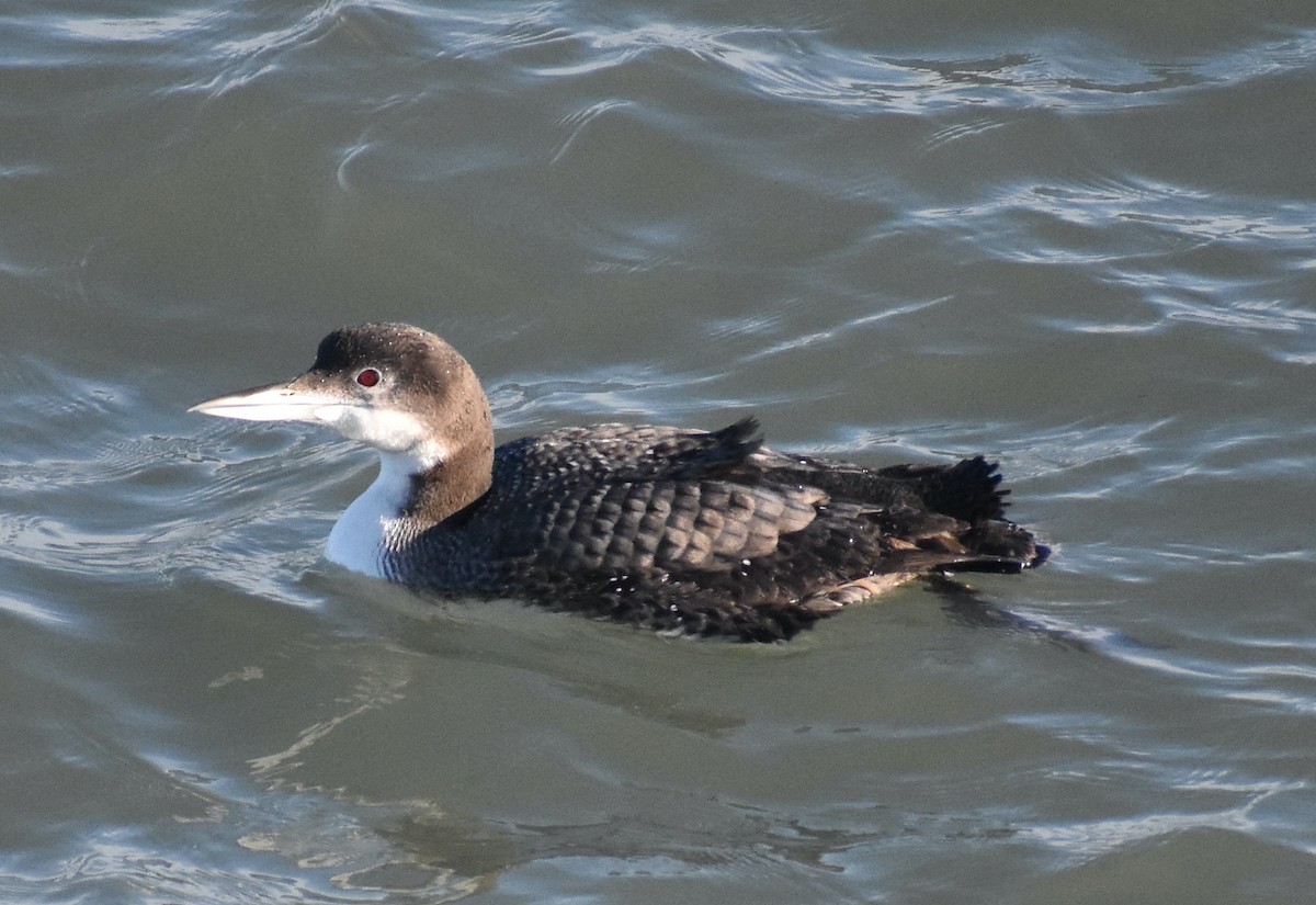 Common Loon - ML613429606