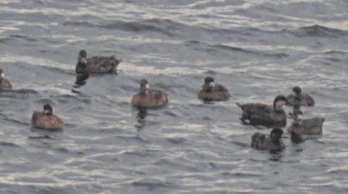 Синьга американська - ML613429615