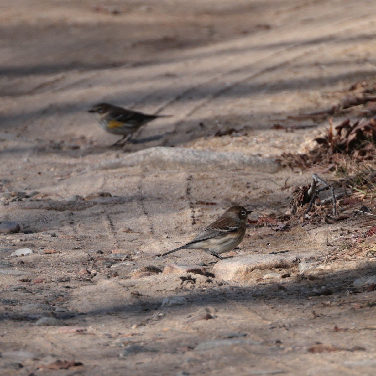 Yellow-rumped Warbler - D Brush