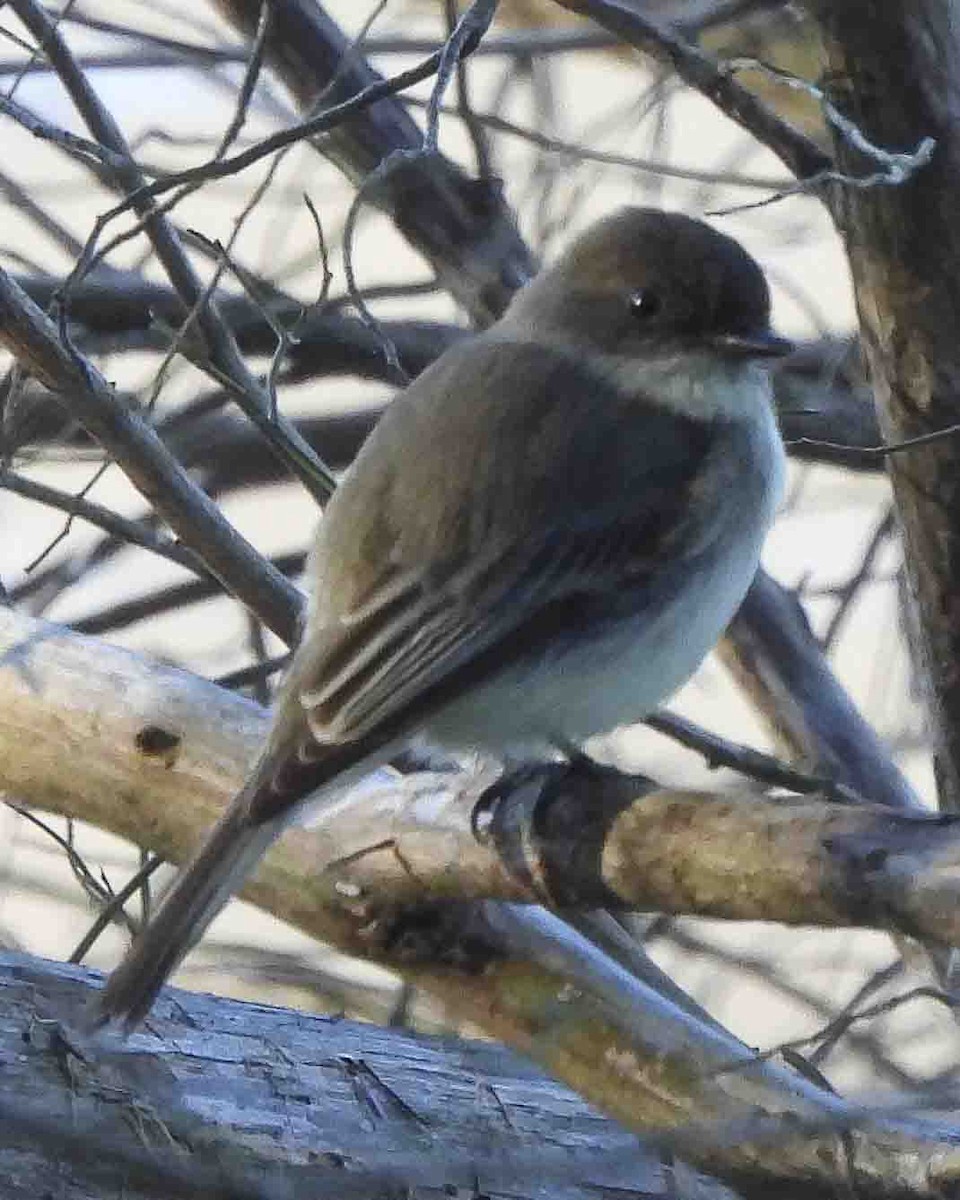 Eastern Phoebe - ML613429658