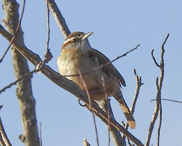 Carolina Wren - Gary Hofing