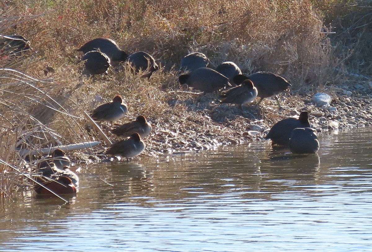 Green-winged Teal - ML613429750