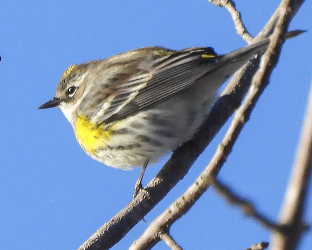 Yellow-rumped Warbler - ML613429768