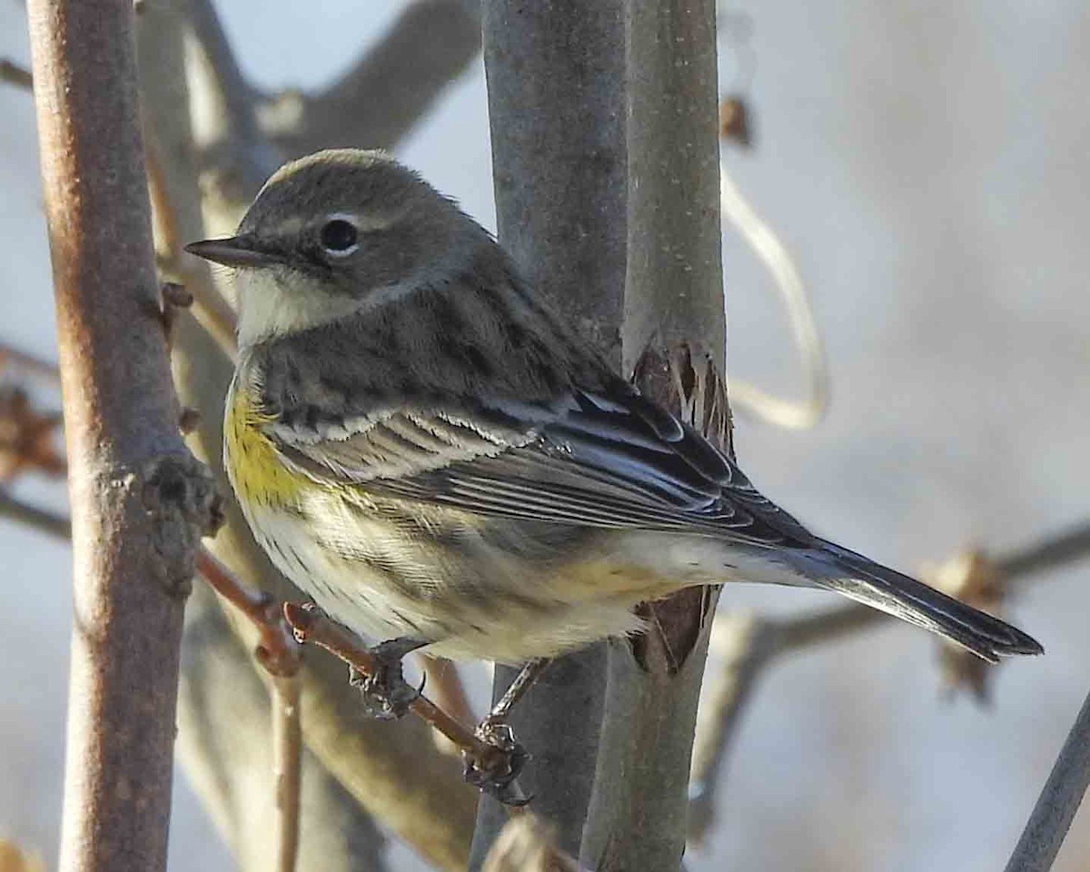 Yellow-rumped Warbler - ML613429770