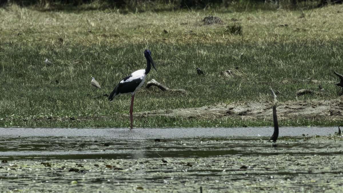 Black-necked Stork - ML613429851