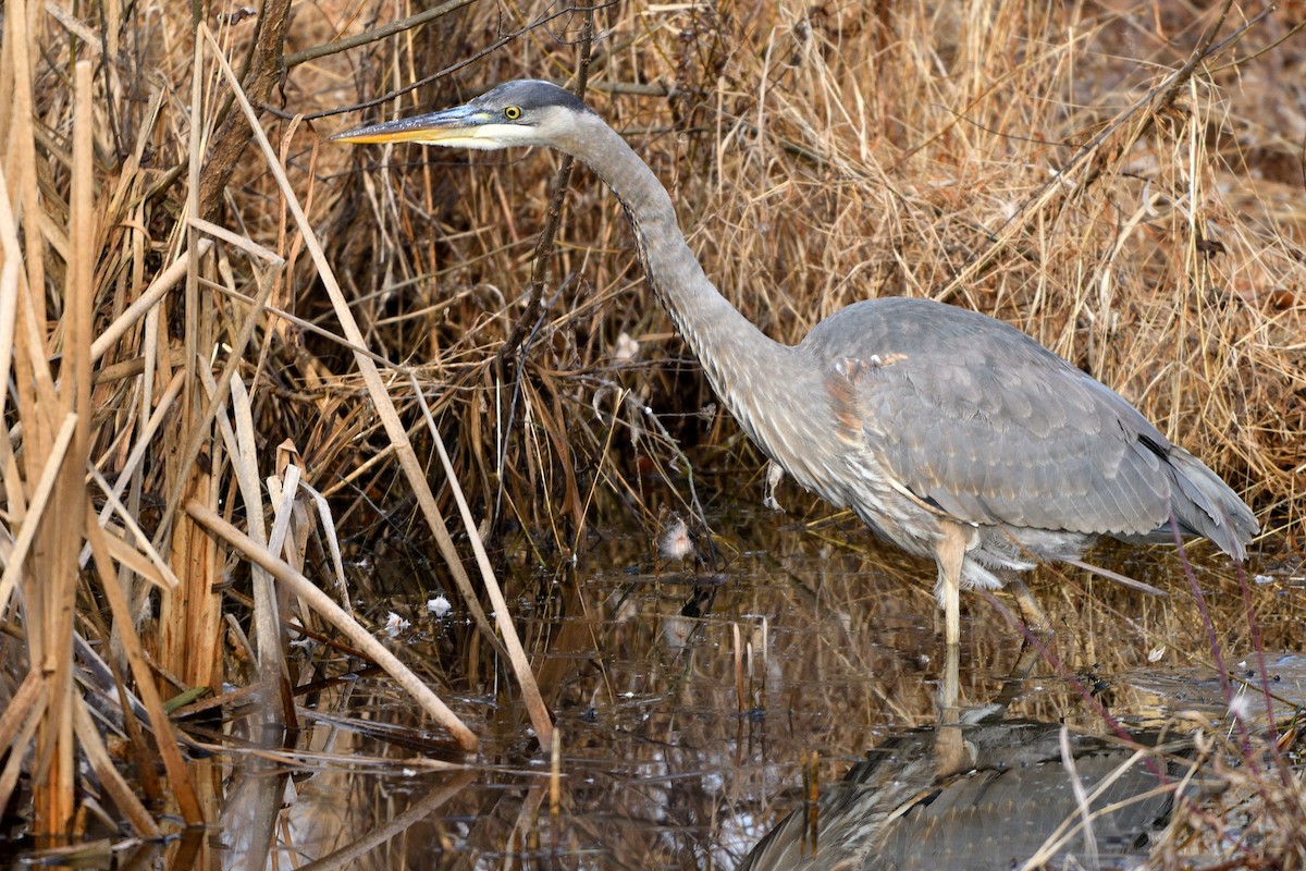 Great Blue Heron - ML613429854